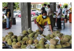 知名榴莲工作者寄语农友们 ：应选种别的品种，莫单一在猫山王，粉丝吃腻了想尝新口味!