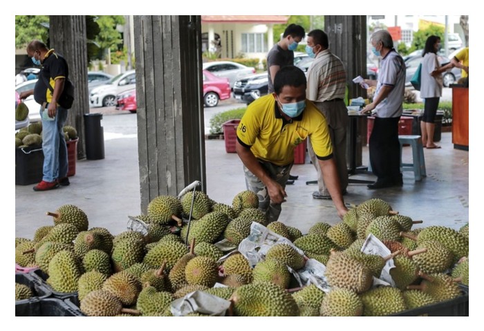 Read more about the article 知名榴莲工作者寄语农友们 ：应选种别的品种，莫单一在猫山王，粉丝吃腻了想尝新口味!