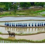 没有化肥和农药，茶园如何维持上千年的稳定产量? – 中国浙江青田稻鱼共生系统