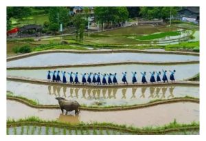 没有化肥和农药，茶园如何维持上千年的稳定产量? – 中国浙江青田稻鱼共生系统