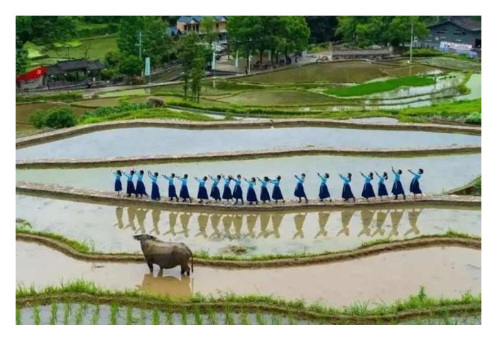 Read more about the article 没有化肥和农药，茶园如何维持上千年的稳定产量? – 中国浙江青田稻鱼共生系统