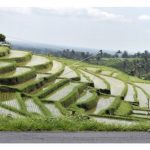 面对台风与强降雨，島民如何让农业’弯而不折’? – 印尼巴厘島苏巴克 (Subak) 水神灌溉系统