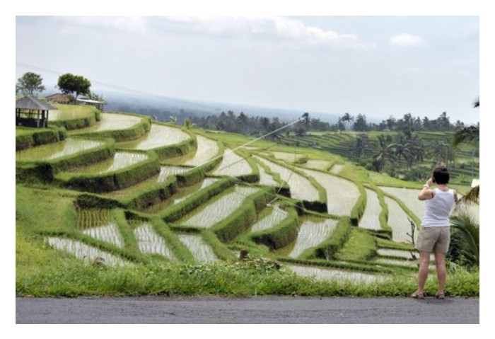 Read more about the article 面对台风与强降雨，島民如何让农业’弯而不折’? – 印尼巴厘島苏巴克 (Subak) 水神灌溉系统