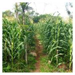 同一块土地上，为什么要同時种几十种作物而不是专一高产? – 墨西哥米尔帕 (MILPA) 玉米-豆-南瓜系统