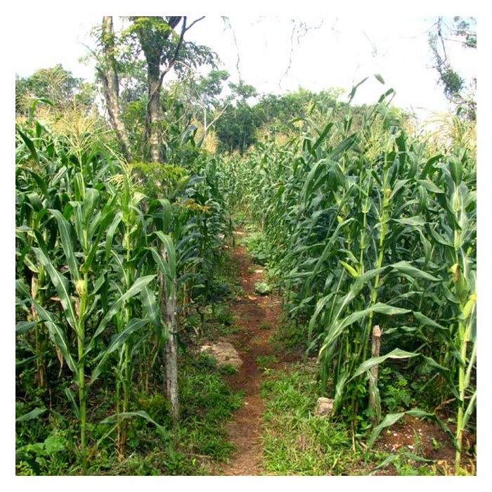 Read more about the article 同一块土地上，为什么要同時种几十种作物而不是专一高产? – 墨西哥米尔帕 (MILPA) 玉米-豆-南瓜系统