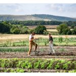 如何打造’百害不侵’的作物? 靠肥料? 激素或环保农药?