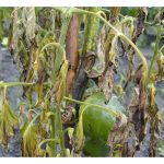 疫病 (blight disease) 与枯萎病 (wilt disease) 是作物首要病害，可有统一的农药来防治?