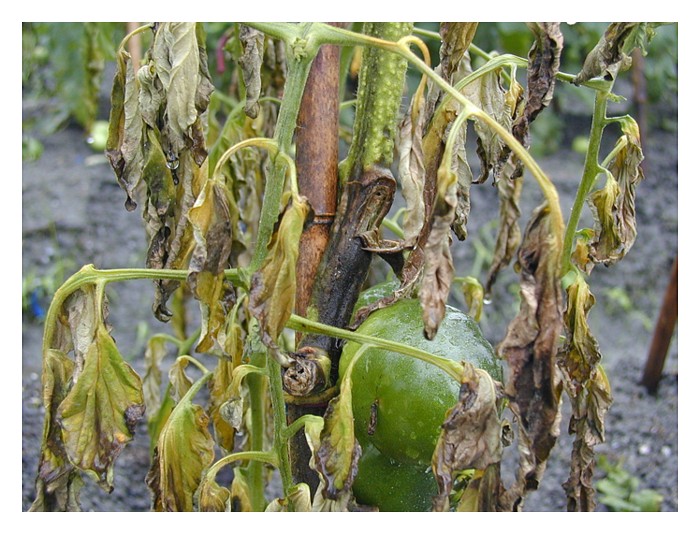 Read more about the article 疫病 (blight disease) 与枯萎病 (wilt disease) 是作物首要病害，可有统一的农药来防治?