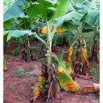 香蕉镰刀菌病 (巴拿马病)  为何至今仍无药可治? 菌源大凶或治疗科技局限?