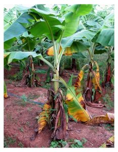 香蕉镰刀菌病 (巴拿马病)  为何至今仍无药可治? 菌源大凶或治疗科技局限?