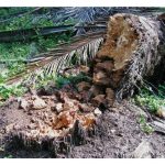 油棕茎基腐病 (灵芝病) 并非死亡病，只是通常发现已晚，茎基部已大量腐化?