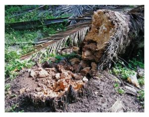 油棕茎基腐病 (灵芝病) 并非死亡病，只是通常发现已晚，茎基部已大量腐化?