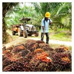 假设其他条件皆足，那么就养分方面，哪些养分最有份量促进又大又重的油棕果串?