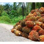 壮年油棕树实现年产35吨/公顷鲜果串的科学方案 (假设气候及土壤皆正常且无病虫害问题)