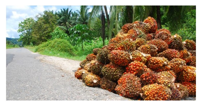 Read more about the article 壮年油棕树实现年产35吨/公顷鲜果串的科学方案 (假设气候及土壤皆正常且无病虫害问题)