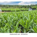 采用纯正与高品质的油棕秧苗: 与高产有约!