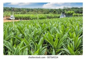 采用纯正与高品质的油棕秧苗: 与高产有约!