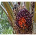 哪种养分对提高油棕母花数量有帮助?