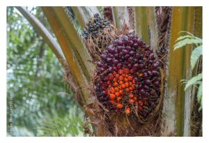 哪种养分对提高油棕母花数量有帮助?