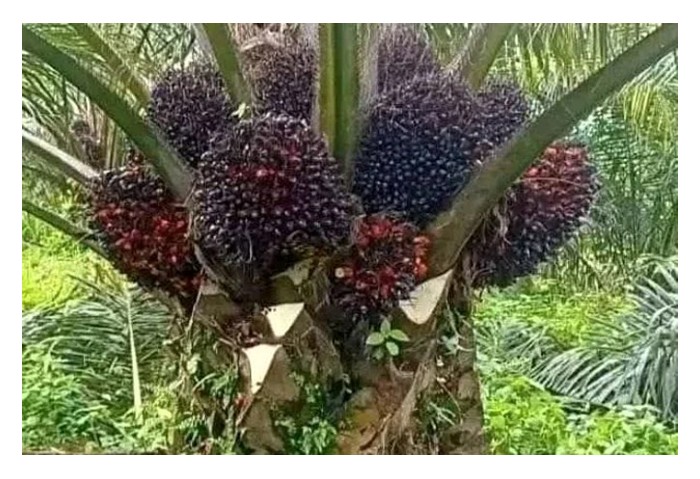 Read more about the article 定時下肥是维持油棕产量的好方法，否则一缺肥雌花就长不出、或半途夭折或转变成公花