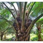 降雨多对油棕生理性花串的萌长并不产生影响?