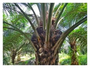 降雨多对油棕生理性花串的萌长并不产生影响?