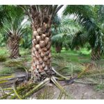 油棕树修枝过度，树体将倾向植物性成长以修复长势而影响雌花量?