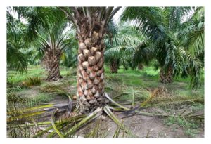 油棕树修枝过度，树体将倾向植物性成长以修复长势而影响雌花量?