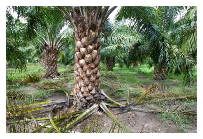 You are currently viewing 油棕树修枝过度，树体将倾向植物性成长以修复长势而影响雌花量?