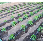 肥水一体化灌溉系统较适合小株作物?