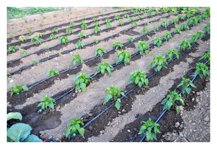 You are currently viewing 肥水一体化灌溉系统较适合小株作物?