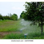 大株果树较适合花洒式灌溉系统?