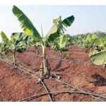 假没水源充足，香蕉园应走滴灌还是花洒式灌溉系统?