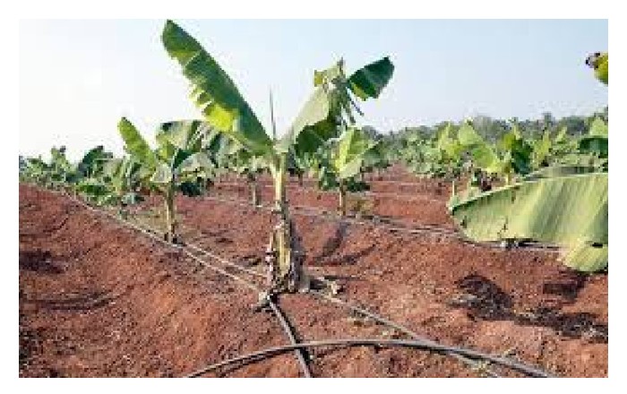 You are currently viewing 假没水源充足,香蕉园应走滴灌还是花洒式灌溉系统?