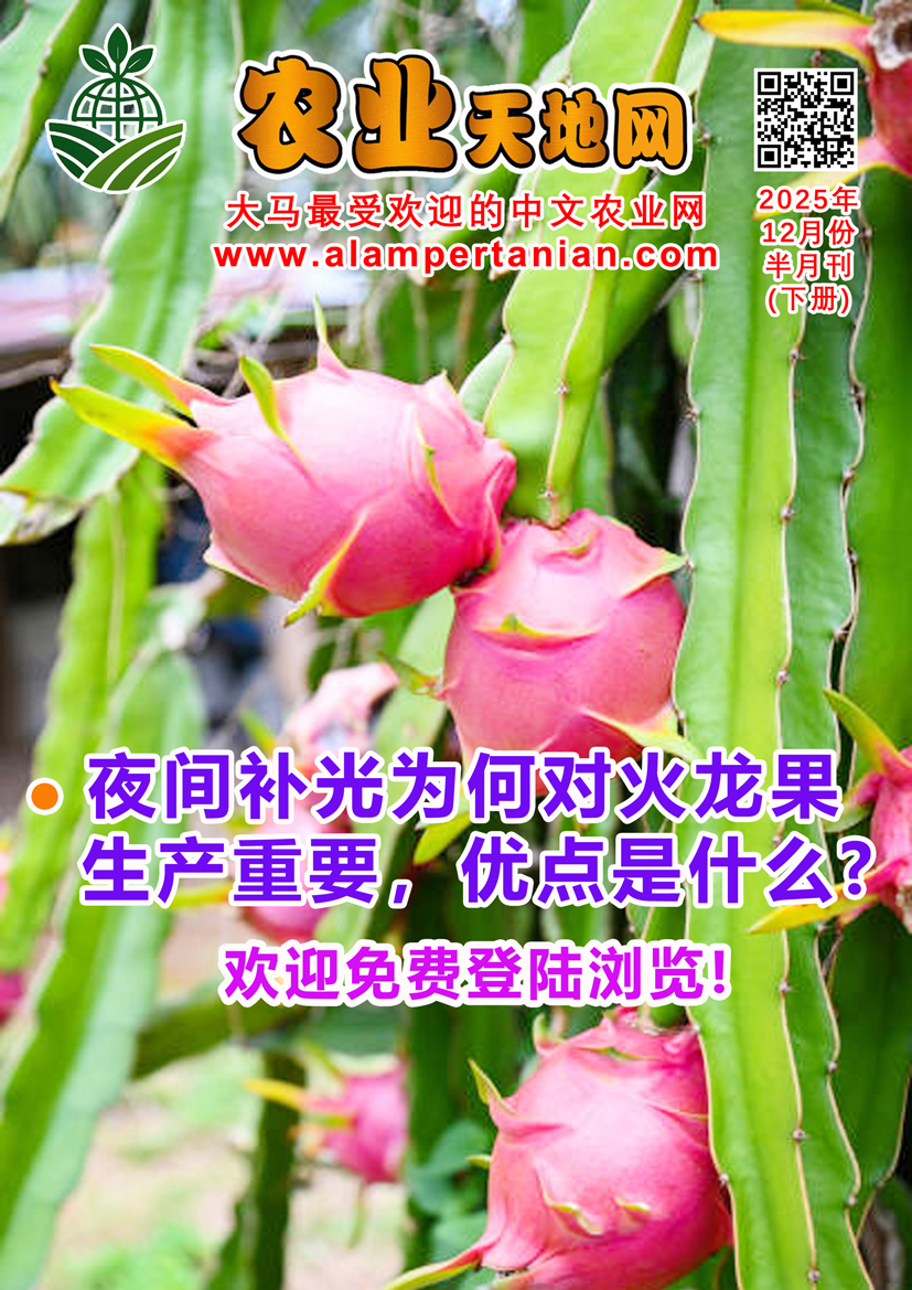 Read more about the article 2025年12月份半月刊（下册）