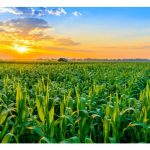 哪些物质能提高作物对氮磷钾的利用率以增产?