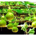 应节葫芦如何种法及采收?