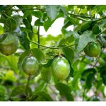 水果的’香气’，例如百香果、芒果、菠萝蜜及榴莲等应在种植期间施放哪些元素来加强?