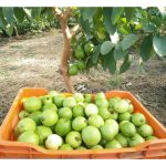 小型番石榴种植并以香甜为目标,  应在哪些方面下功夫?