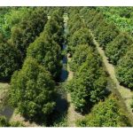 榴莲高价期农友纷纷扩种，之后却泻价—这是天意，还是人为？