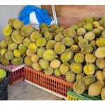 甘榜榴莲加入战局，大量涌入市场搶滩，一公斤两三令吉，加剧榴莲’海啸’?