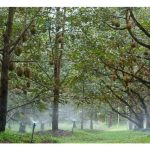 高回酬，高风险：榴莲产业的双刃剑