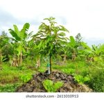 榴莲混种其它合适作物，有助分散风险，且享天時地利人和优势