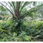 园间 (例如油棕园与橡胶园) 的野草若疏于管理，将对作物的成长及生产力产生多大的影响?