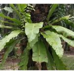 寄生在油棕树干的野草如Asplenium nidus (鸟巢羊齿)及Davallia denticulata (兔足羊齿)是否对作物有害及应以何种杀草剂清除为佳?