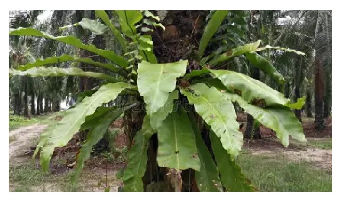 Read more about the article 寄生在油棕树干的野草如Asplenium nidus (鸟巢羊齿)及Davallia denticulata (兔足羊齿)是否对作物有害及应以何种杀草剂清除为佳?