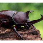 犀角甲虫通常仅入侵未成龄油棕，但成龄树也可以遭殃。若不察，重災区的油棕可重创致死