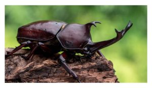 犀角甲虫通常仅入侵未成龄油棕，但成龄树也可以遭殃。若不察，重災区的油棕可重创致死