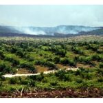 碳信用：是否园丘最理想的环保管理法？