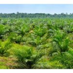 碳信用额：马来西亚棕榈油行业的战略增长机遇